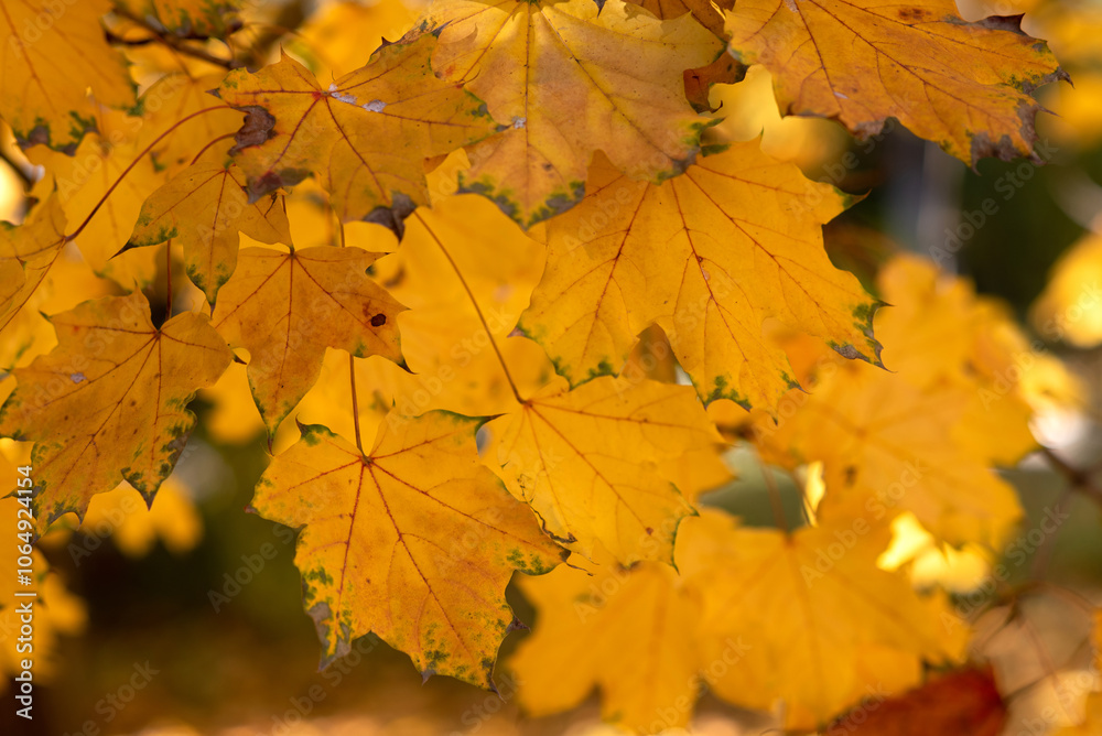 Autumn yellow trees with yellowed leaves fallen to the ground in the park in the morning and afternoon. Autumn yellow trees with yellowed leaves fallen to the ground in the park in the morning and afternoon.