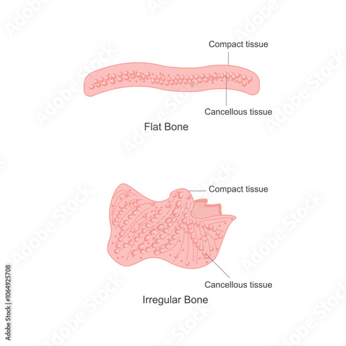 Understanding Flat and Irregular Bones. Structure, Function, and Unique Characteristics.