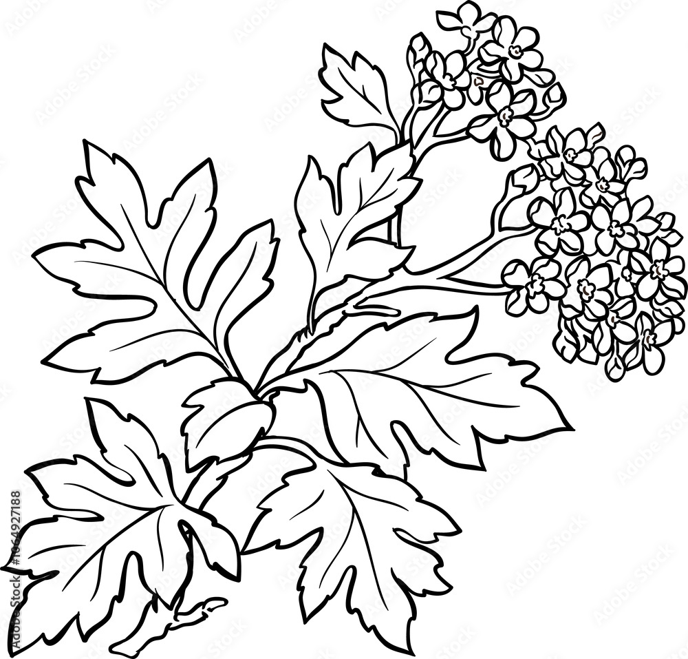 Fototapeta premium Hawthorn Branch with Flowers and Leaves Outline Illustration. Ingredient for health care and alternative medicine.