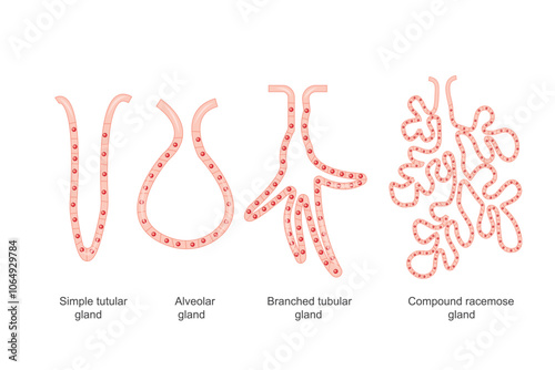 Structure and Function of Tubular Alveolar, Branched, and Compound Racemose Glands