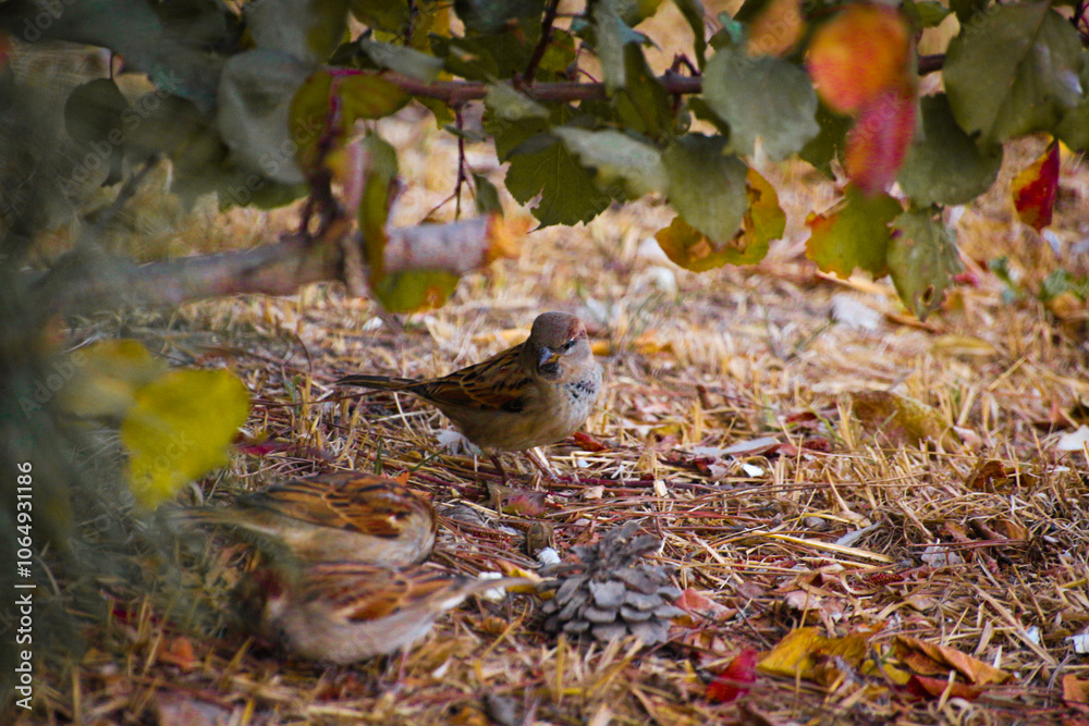 brown and gray sparrow birds standing in woodland brown and gray sparrow birds standing in woodland