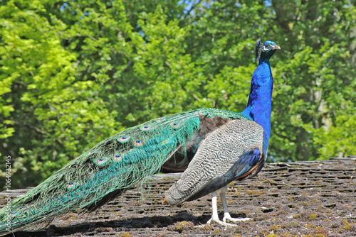 Le Paon, Pavo cristatus photo