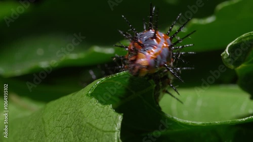 Gulf Fritillary Caterpillar eating Passionfruit Leaf 1