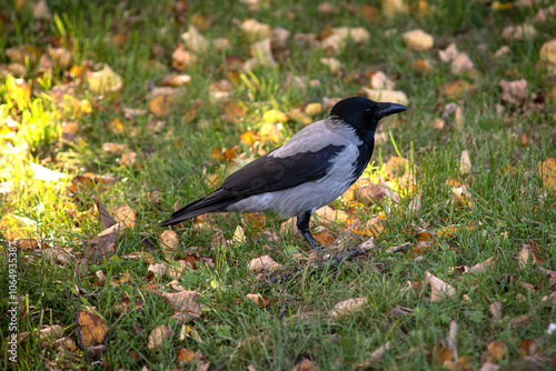 Close-up of a hooded crow in an autumn park walking on the grass. photo