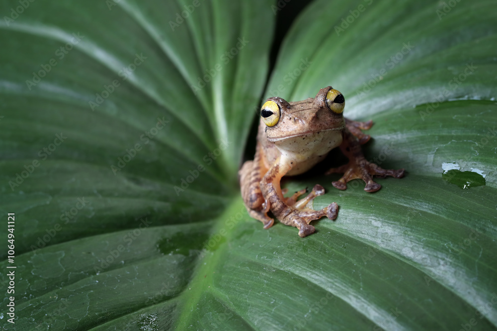 Obraz premium Rhacophorus margaritifer or Java flying frog on leaves, Javan flying frog on branch isolated on natural background, Indonesian tree frog in rainforest