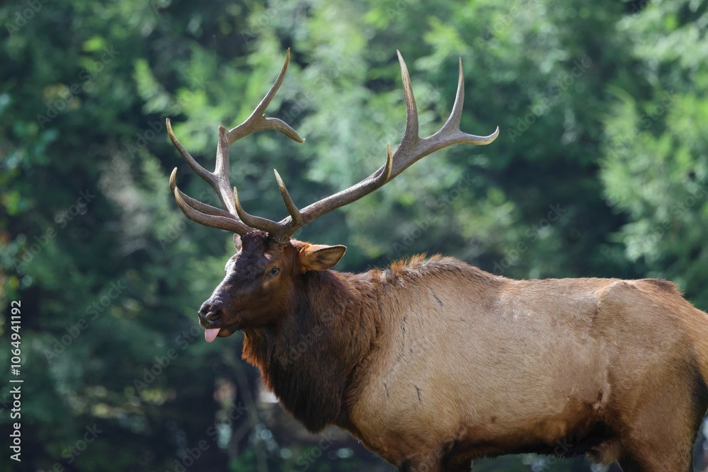 Majestic elk in a lush forest Majestic elk in a lush forest