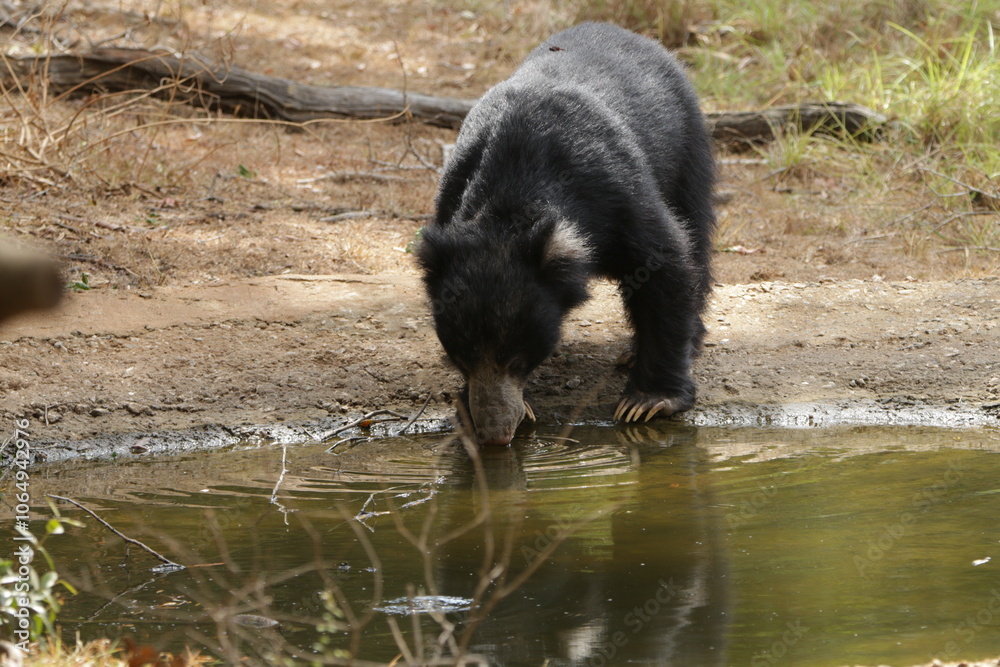 Sloth Bear in Wilpattu National Park, Sri Lanka Sloth Bear in Wilpattu National Park, Sri Lanka