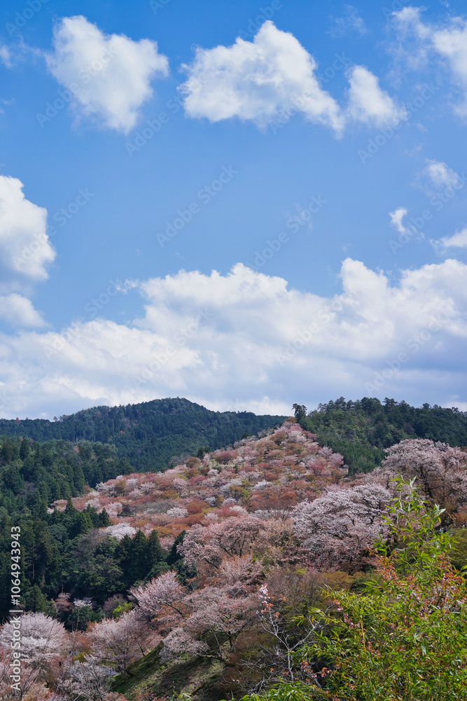 Fototapeta premium 吉野の千本桜
