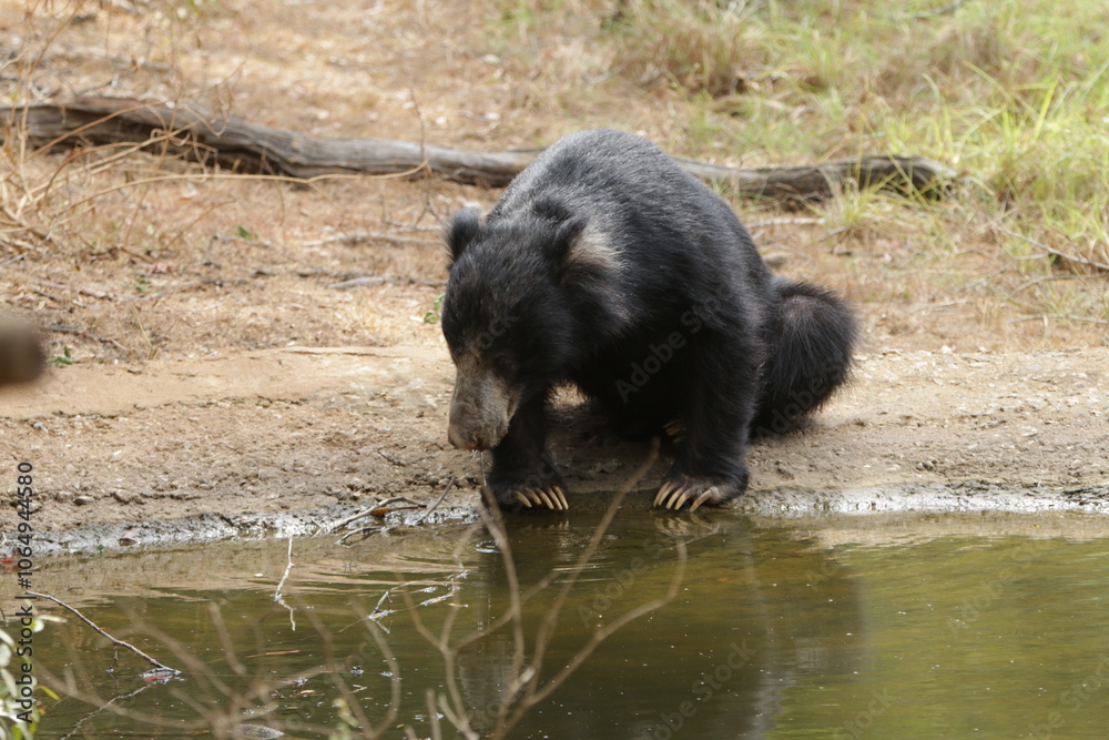Sloth Bear in Wilpattu National Park, Sri Lanka Sloth Bear in Wilpattu National Park, Sri Lanka