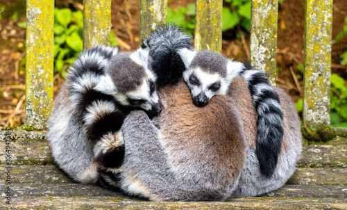 One Of The Most Adorable Animals Of The Animal Kingdom, The Lemur photo