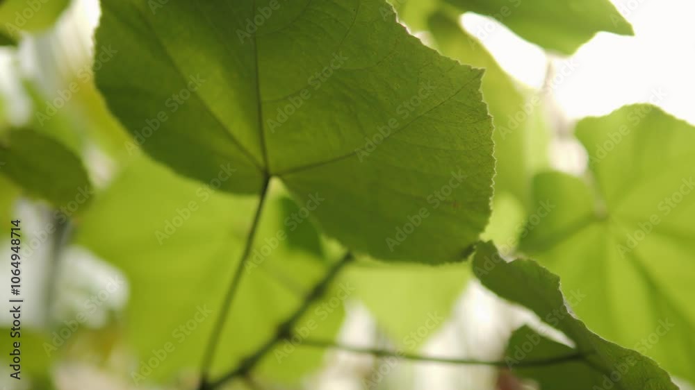Beautiful Lush Green Leaves Illuminated by the Warm Embrace of Natural Light and Sunshine Beautiful Lush Green Leaves Illuminated by the Warm Embrace of Natural Light and Sunshine