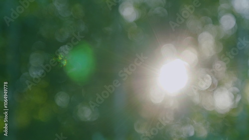 Tree Tall With Top Sky Summer. Bright Sunbeams Shine Through Tree. Summer Forest Trees. Sunbeams Shining Through Lush Green Leaves On Branches In Tree Canopies. Bokeh.