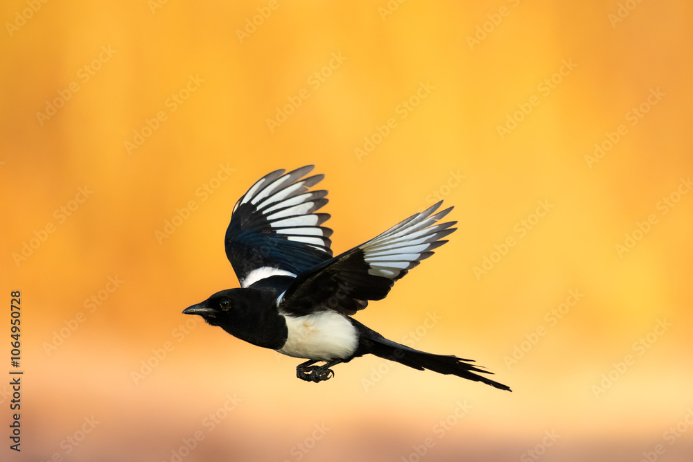 Obraz premium Bird - Common magpie Pica pica flying bird, very smart and clever bird with black and white plumage on morning warm light background autumn time