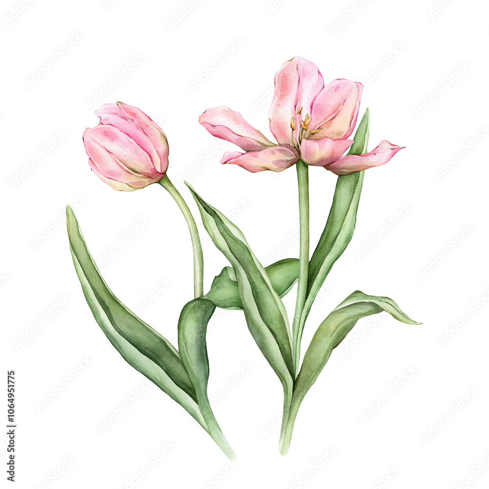 Fototapeta premium Pastel pink light yellow bud bouquet Tulips watercolor illustration isolated on background. Hand drawn delicate garden spring perennial bulbous flower for spring wedding design or card.