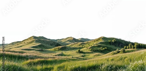 Landscape of green forests, trees, and hill with a white background