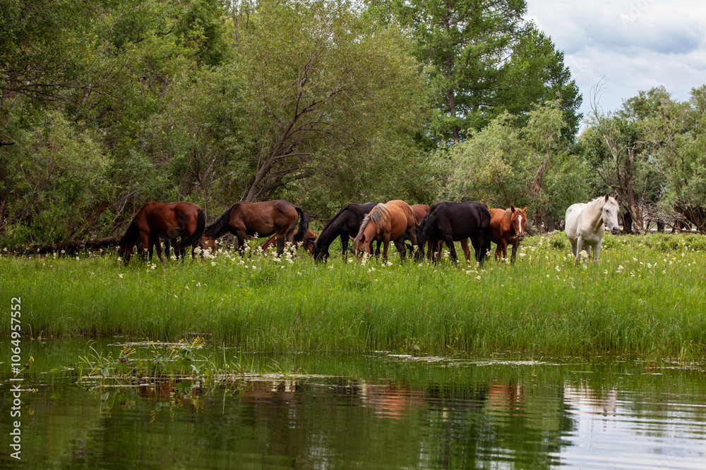 A group of horses grazes peacefully in a lush green meadow, surrounded by dense trees. Among them, a striking white horse stands out against the vibrant foliage, adding contrast to the scene
A group of horses grazes peacefully in a lush green meadow, surrounded by dense trees. Among them, a striking white horse stands out against the vibrant foliage, adding contrast to the scene