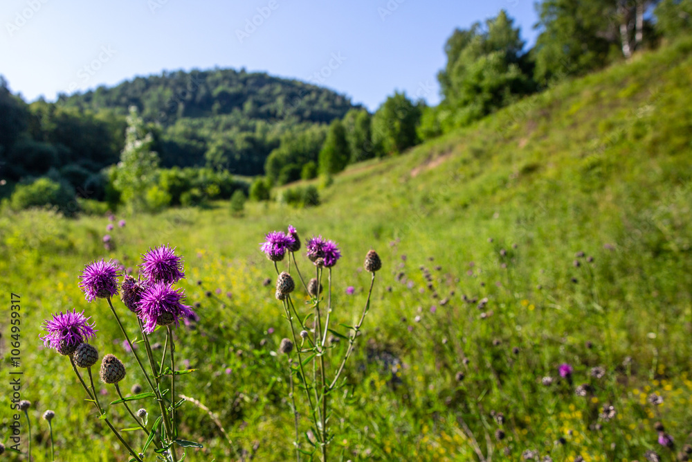 Fototapeta premium Close-up pink flowers in front of valley with green meadow. this place is limited by hills with trees and mountains far away on horizon .