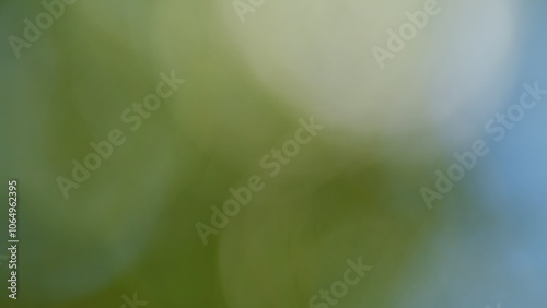 Sun Flare. Green Branches Of Pine Trees. Nature Abstract Background. Defocused Sunny Foliage. Bokeh. photo