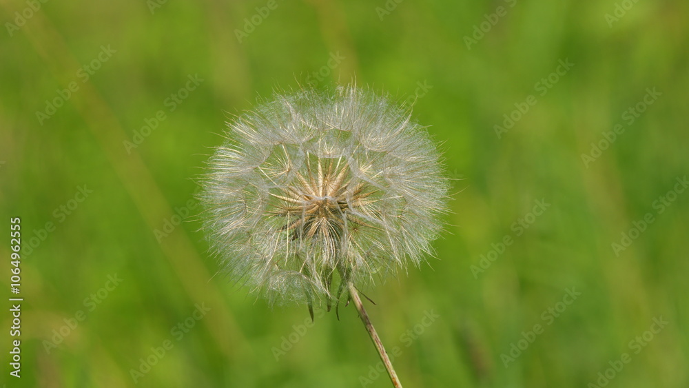 Naklejka premium Dandelion On Natural Background. White Flowers Of Dandelion Balls In A Spring Field. Beautiful White Fluffy Dandelions Common Dandelion. Slow motion.