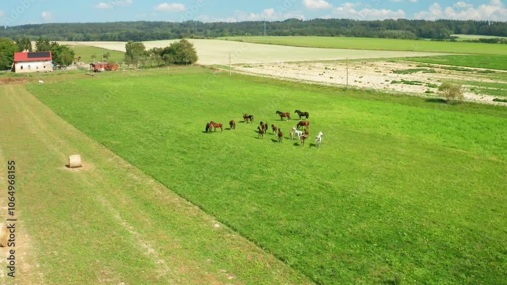 Herd of horses grazes on lush green grass of field enjoying fresh taste. Vast meadow located near farm buildings among harvested fields Herd of horses grazes on lush green grass of field enjoying fresh taste. Vast meadow located near farm buildings among harvested fields