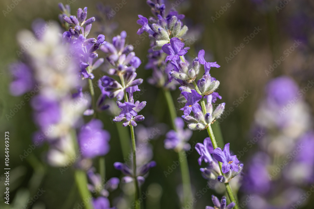 Lavender flowers blooming in a field showing their purple petals and green stems Lavender flowers blooming in a field showing their purple petals and green stems