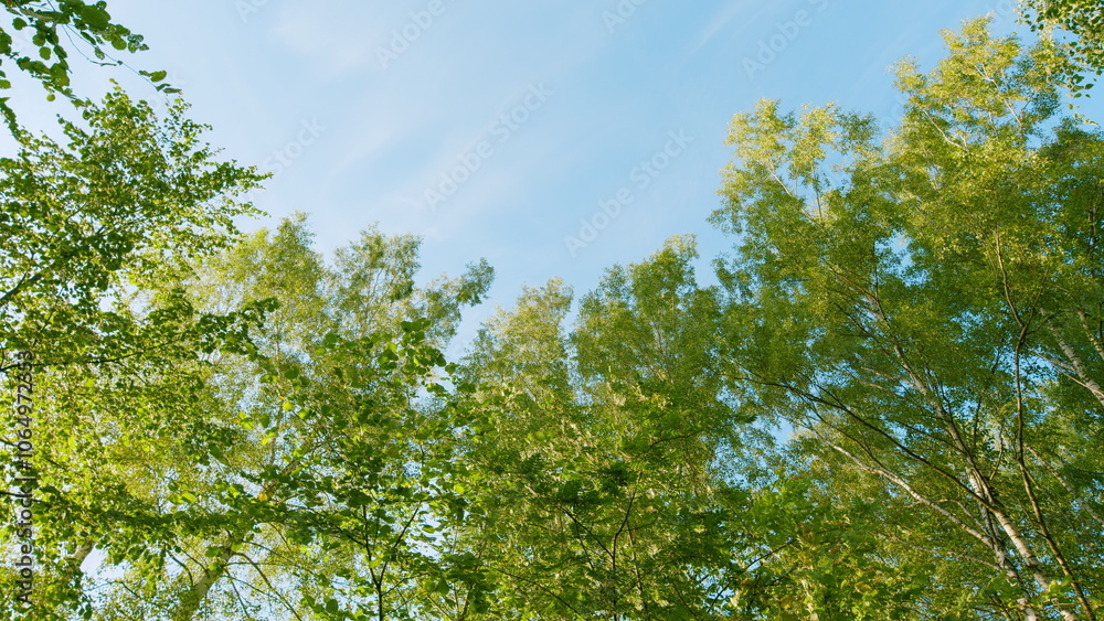 Fototapeta premium Forest Is A Natural Resource And Place For Recreation. Rich Green Leaves Of A Tree Waving. Travel Vacation Nature Concept. Gimbal shot.