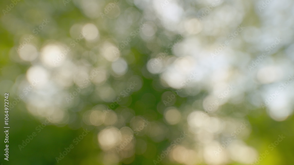 Obraz premium Sun Shines Through Leaves Of Tree. Fresh Green Forest Beautifully Illuminated By Warm Rays Of Summer Sun. Tree Tops With Branches And Green Leaves On A Background Of Blue Sky. Gimbal shot.