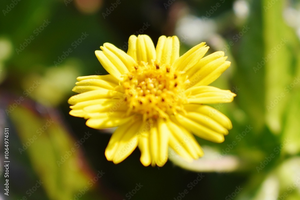 Fototapeta premium Yellow flower with green leaves