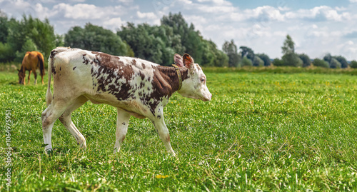 Side view of small calf walking on pasture with green grass. Background of blurred trees and sky. photo