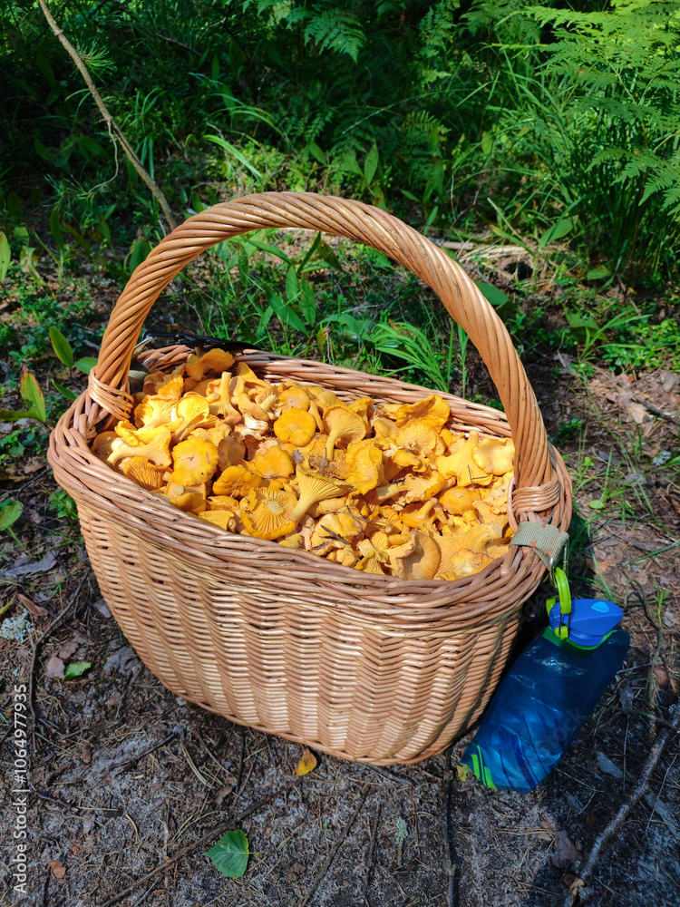 Basket with forest mushrooms chanterelles natural food Basket with forest mushrooms chanterelles natural food