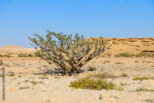 Boswellia sacra tree growing in arid landscape of Wadi Dawkah natural park in Oman, a unesco world heritage site located in Dhofar, Oman, with rocky terrain and clear blue sky photo