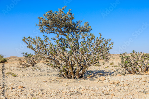 Boswellia sacra tree growing in arid landscape of Wadi Dawkah natural park in Oman, a unesco world heritage site located in Dhofar, Oman, with rocky terrain and clear blue sky photo