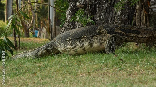 Large monitor lizard resting by a tree trunk in a grassy field