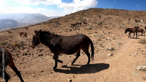 Donkeys and mules are going down the Volcano Damavand in Elbrus mountain range, Iran