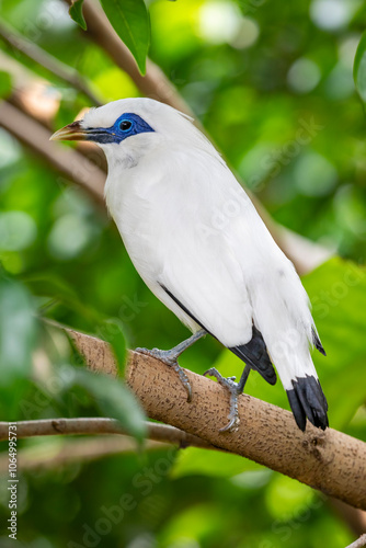 a Bali myna (Leucopsar rothschildi) stands on the tree, a medium-size 
stocky myna, almost wholly white with a long, drooping crest, black tips on the wings and tail blue bare skin around the eyes. photo
