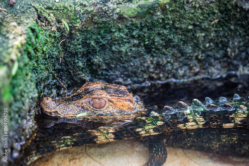 The baby Cuvier's dwarf caiman.
It is a small crocodilian in the alligator family from northern and central South America. 
It lives in riverine forests, flooded forests near lakes. photo