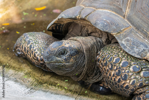 The closeup image of Aldabra giant tortoise(Aldabrachelys gigantea) .
It is from the islands of the Aldabra Atoll in the Seychelles, is one of the largest tortoises in the world photo