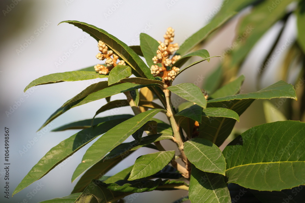 Fototapeta premium blooms and leaves of loquat tree