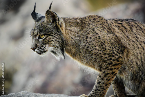 Lince Iberico en libertad photo
