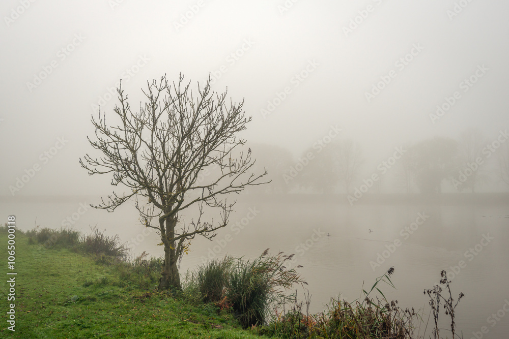 Bare tree on the shore of a lake. The two grebes in the water are barely visible. It is autumn in the Netherlands and there is a thick fog.