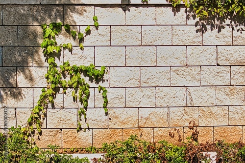 Light textured stone wall with climbing plants. Texture and large copy space.