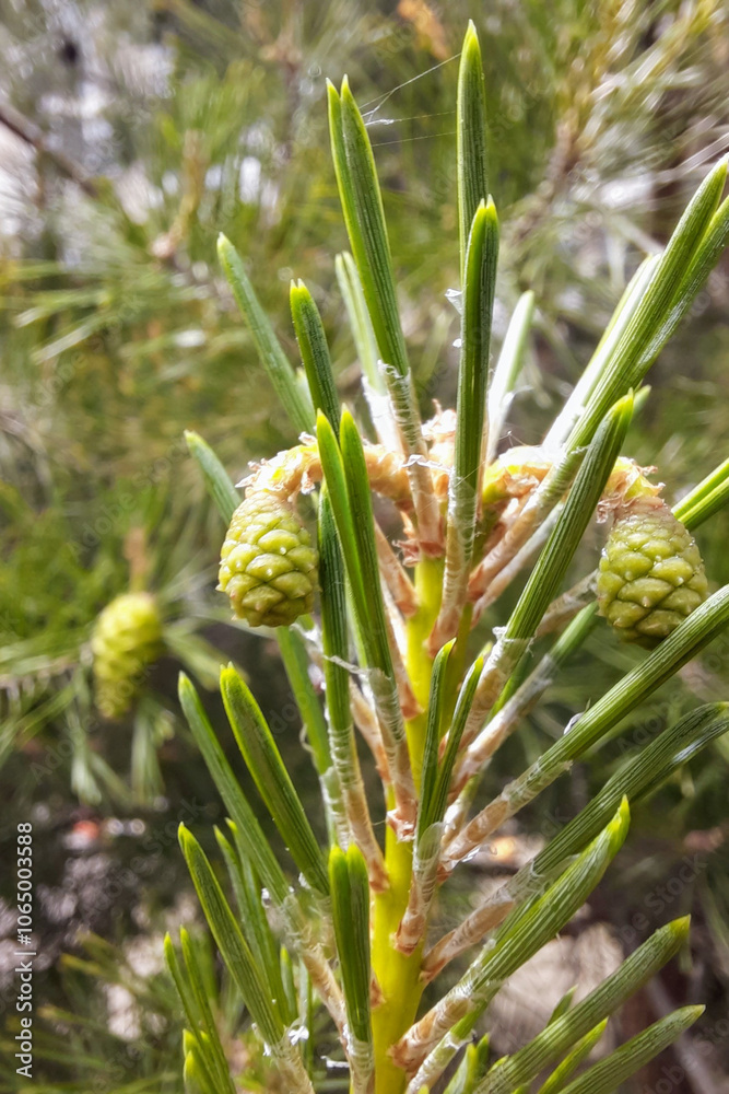Fototapeta premium pine branch with small cones and green needles