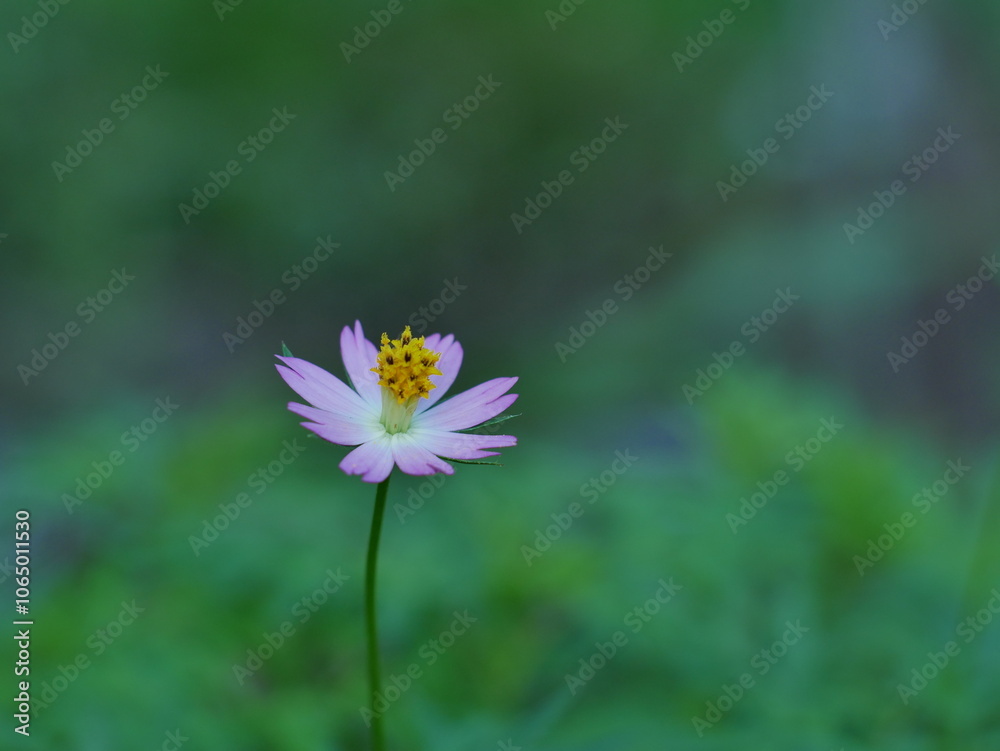 Obraz premium pink cosmos flower in spring