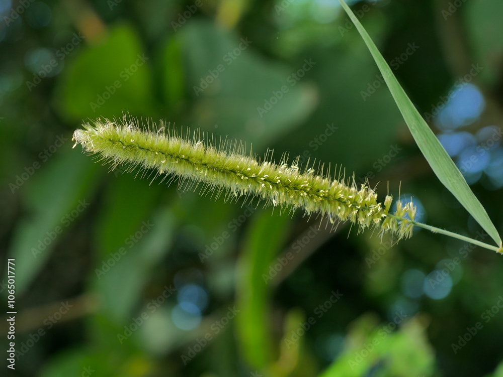 Fototapeta premium green caterpillar on a branch