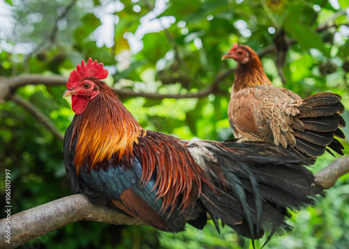 Slika na platnu farm animals at an animal sanctuary in Hawaii enjoy their day in a healthy environment