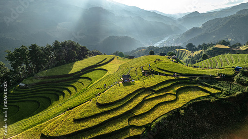 Rice is ripe on terraced fields in Mu Cang Chai, Yen Bai, Vietnam and the harvest season begins. Photo taken in Mu Cang Chai, Yen Bai, Vietnam in October 2022. photo