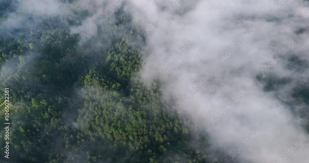 Drone view of clouds above lush green pine tree forests in the hills of Dolakha Sailung, Nepal picturesque scenery combines white clouds and green landscapes, showing beauty of eco-tourism in Nepal Drone view of clouds above lush green pine tree forests in the hills of Dolakha Sailung, Nepal picturesque scenery combines white clouds and green landscapes, showing beauty of eco-tourism in Nepal