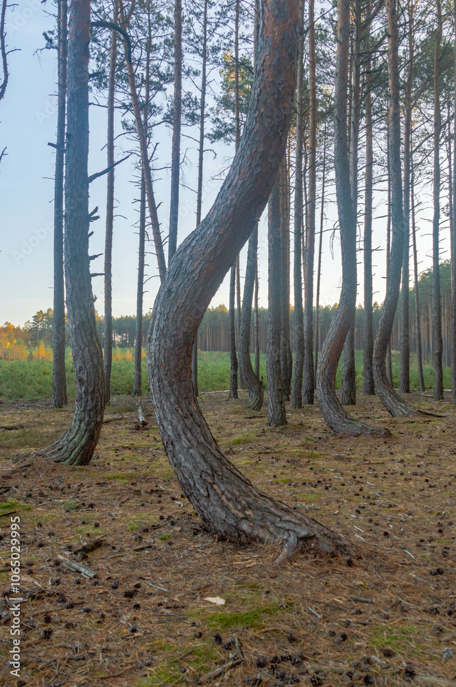 Detail of crooked tree. Forest with crooked trees in Poland.
