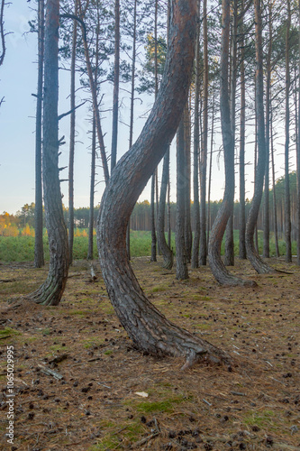 Obraz na płótnie Detail of crooked tree. Forest with crooked trees in Poland. w salonie