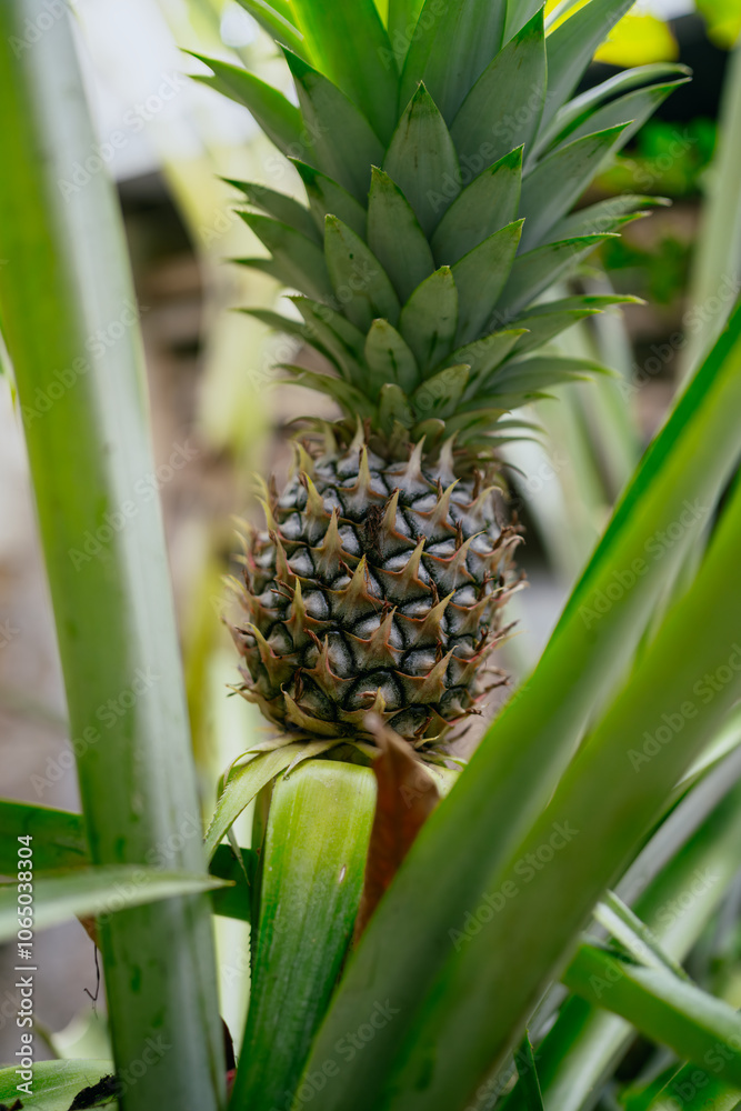Pineapple tropical fruit growing in a plantation field in Indonesia. Pineapple tropical fruit growing in a plantation field in Indonesia.